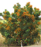 Schefflera arboricola / Arbre Ombrelle - lot de 20 graines