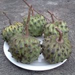 Annona cherimola / Cherimoya  - lot de 10 graines