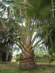 Bismarckia nobilis / Palmier de Bismarck - lot de 5 graines