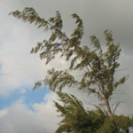 Casuarina equisetifolia / Filao - lot de 15 graines