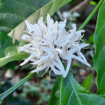 Coffea Lib&eacute;rica - Robusta