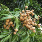 Dimocarpus longan / Longani - lot de 6 graines
