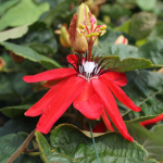 Passiflora coccinea / Passiflore Ecarlate - lot de 20 graines