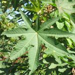 Ricinus communis / Ricin - lot de 10 Graines