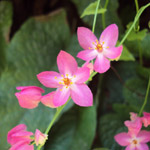 Antigonon leptotus / Liane de Corail - lot de 15 graines