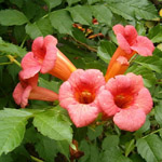 Campsis radicans / Bignone - lot de 15 graines