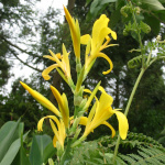 Canna indica / Conflore jaune - lot de 10 graines
