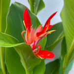 Canna indica / Conflore - jeune plant