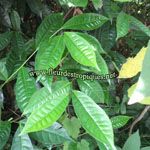 Camellia sinensis / Thé / Théier -  lot de 10 graines