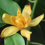 Magnolia champaca / Champac - lot de 10 graines - RARE