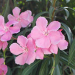 Nerium oleander / Laurier Rose - lot de 20 graines