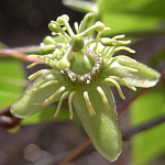 Passiflora suberosa / Passiflore Grain d'Encre - lot de 15 graines