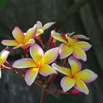 Plumeria / Frangipanier tricolore - Bouture