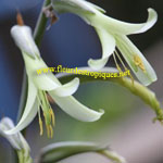 Z-Puya Mirabilis / Bromelia - Jeune plant