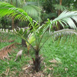 Acanthophoenix rubra / Palmier / Palmiste Rouge - Jeune plant