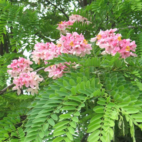 Cassia javanica / Cassia du Siam - lot de 10 graines Cassia javanica / Cassia du Siam - lot de 10 graines