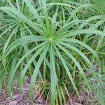 Cyperus alternifolius / Papyrus - lot de 20 graines