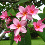 Plumeria / Frangipanier Rose - lot de 10 graines