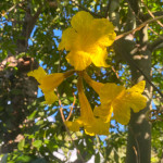 Tabebuia chrysantha / Arbre à Trompettes Jaune - Jeune plant
