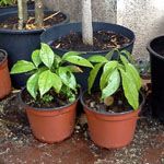 Cinnamomum verum / Cannelier - Jeune Plant - RARE