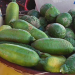 Citrus australasica / Citron Caviar - Jeune plant
