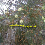 Melaleuca quinquenervia / Niaouli - lot de 20 graines