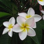 Plumeria / Frangipanier tricolore light - lot de 10 graines