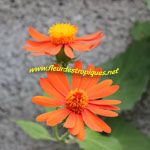 Senecio confusus / Marguerite orange - Jeune plant