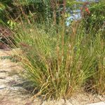 Vetiveria zizanioides / Vetiver - jeune plant