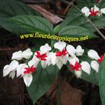 Clerodendrum thomsoniae / Coeur de Marie - Jeune Plant