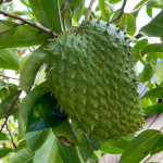 Annona muricata / Corossol - jeune plant