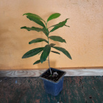 Pimenta dioica / Quatre-epices - Jeune Plant