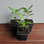 Pimenta dioica / Quatre-epices - Jeune Plant
