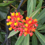 Asclepias curassavica / Corbeille d'Or - lot de 15 graines