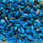 Ravenala madagascariensis / Arbre du Voyageur  - lot de 15 graines