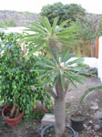 Pachypodium lamerei  - Jeune Plant