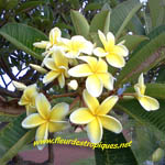 Plumeria / Frangipanier