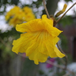 Tabebuia chrysantha / Arbre à Trompettes Jaune - lot de 10 graines