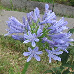 Agapanthus africanus / Agapanthe bleue - lot de 20 graines