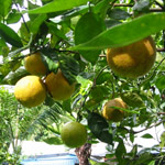 Citrus aurantium / Citron Bigarade - lot de 10 graines