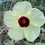 Hibiscus aculeatus - lot de 15 graines