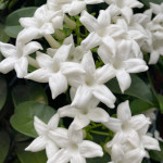 Stephanotis floribunda / Jasmin de Madagascar - lot de 6 graines