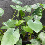 Alocasia macrorrizhos / Oreille d'éléphant - Jeune Plant