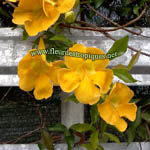Anemopaegma chamberlaynii / Bignone à Fleur Jaune - Jeune plant