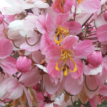 Cassia javanica / Cassia du Siam - lot de 10 graines
