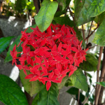 Ixora sinensis - Lot de 5 graines - RARE
