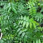 Majidea zanguebarica / Perle de zanzibar - Jeune plant