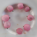 Rhipsalis baccifera-sp. rose / Cactus - lot de 10 graines