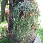 Rhipsalis baccifera-sp. Horrida / Cactus - lot de 10 graines