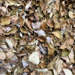 Feuilles de Camphrier